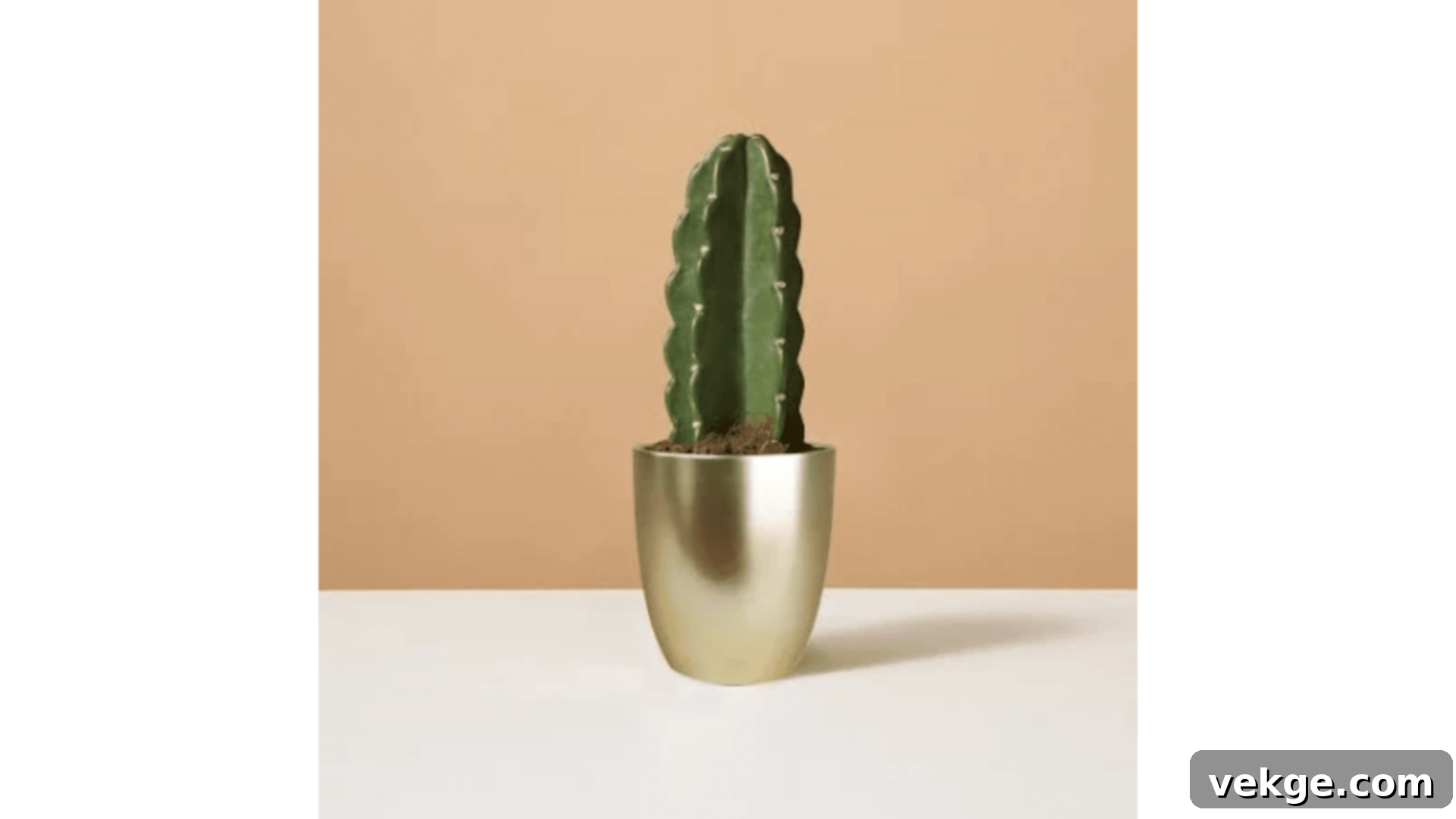 Small potted cactus with thick, spiny skin.