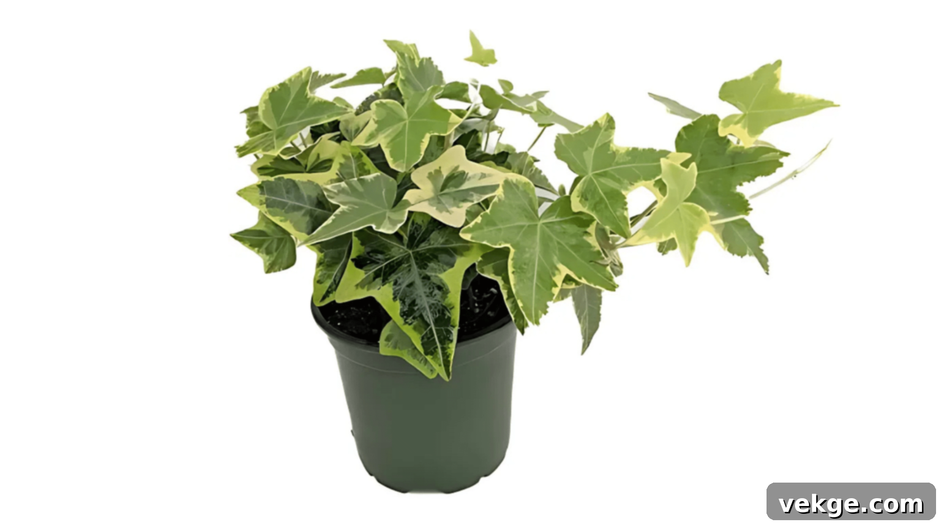 English Ivy trailing vine with lobed green leaves.