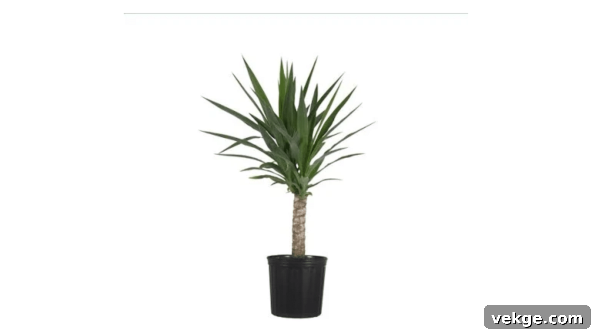 Yucca plant with sword-like leaves and a woody stem.