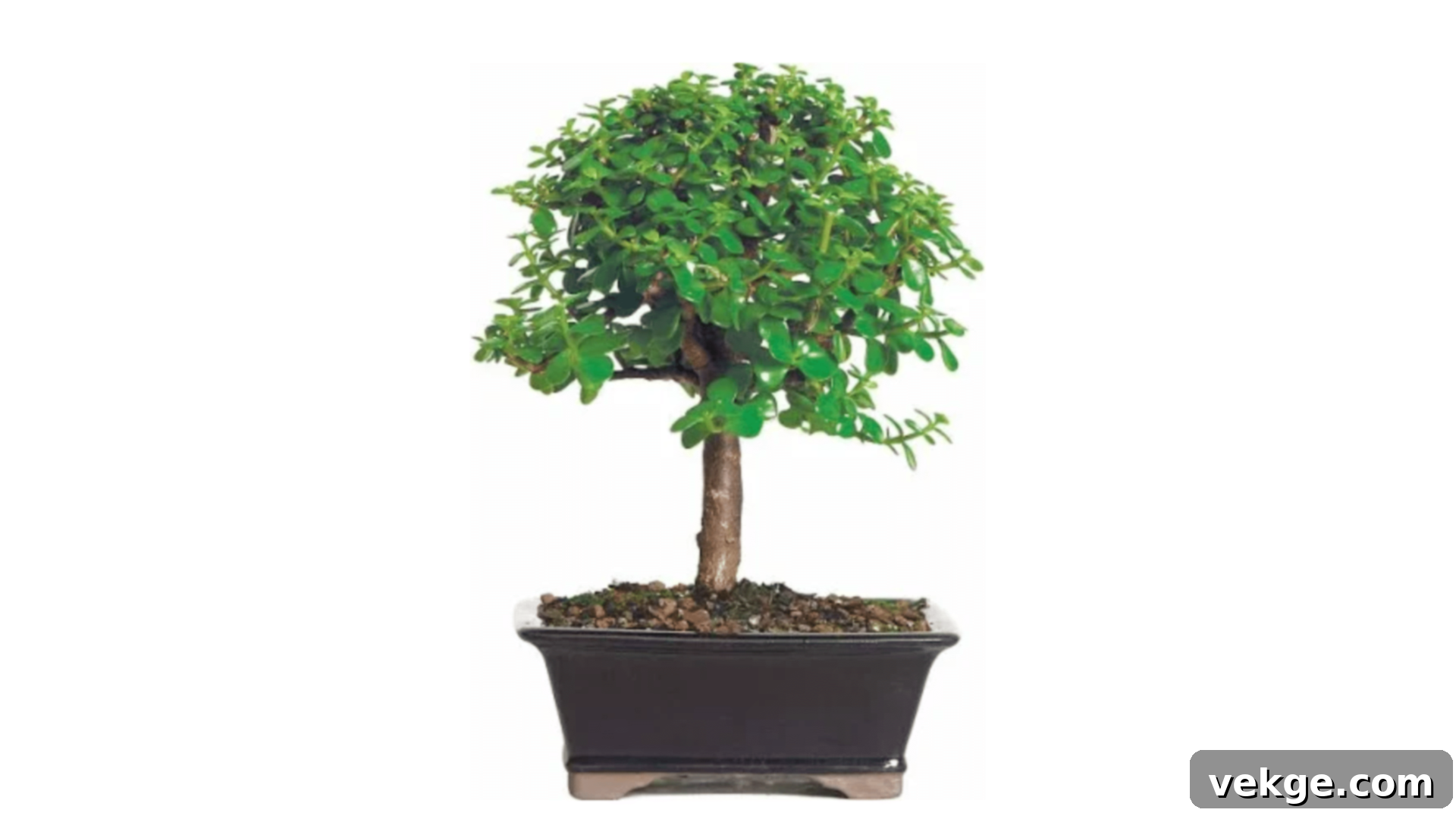 Jade Plant with thick, woody stems and oval, succulent leaves.
