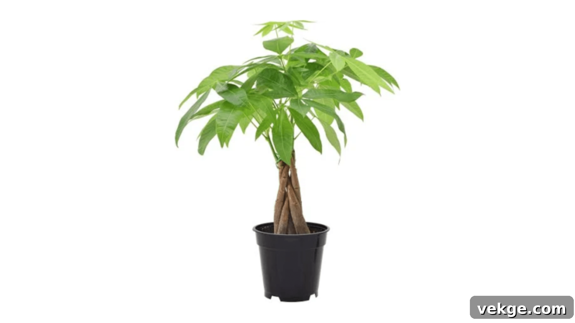 Money Tree plant with a braided trunk and glossy green leaves.