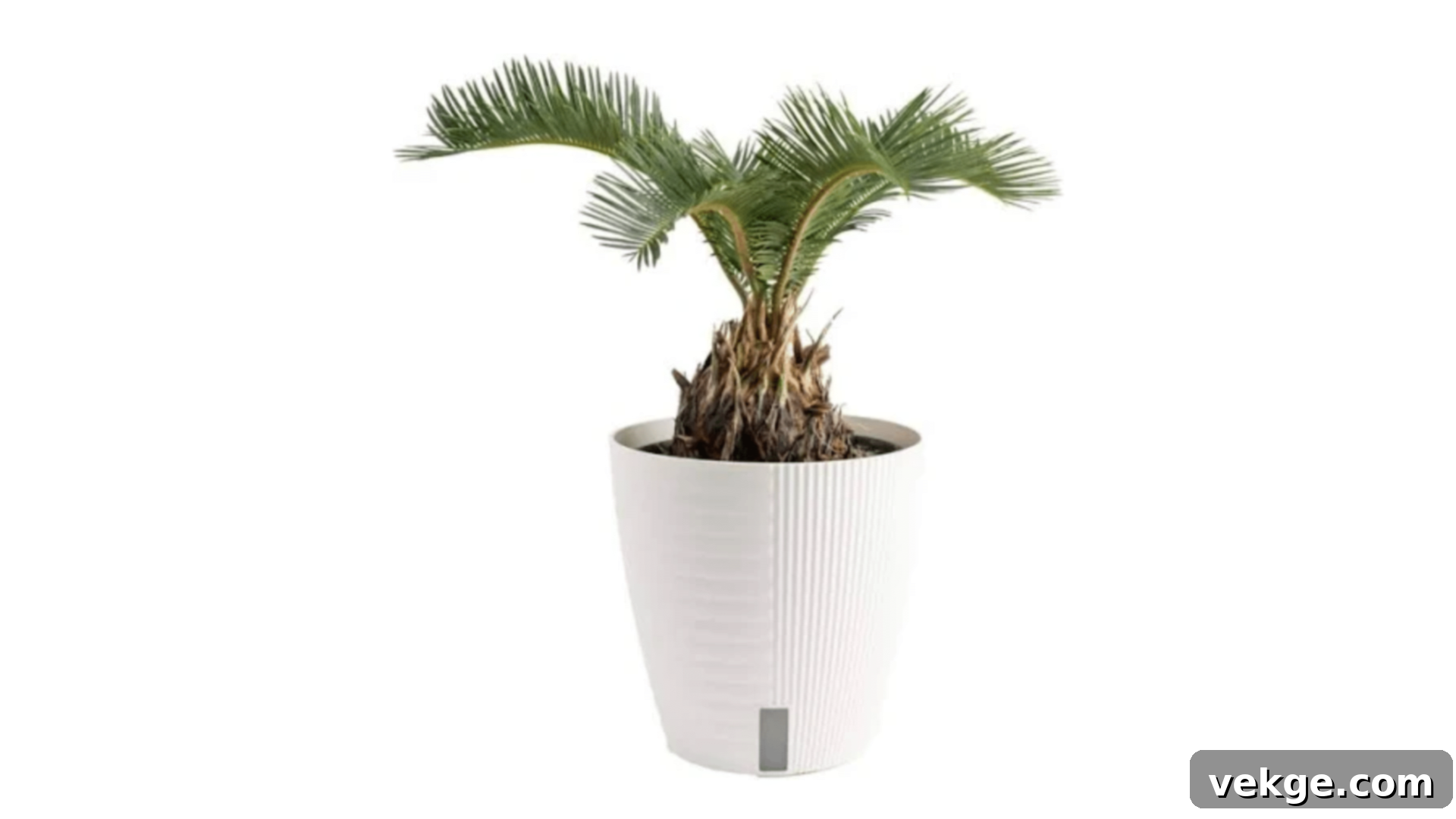 Sago Palm resembling a palm with a rugged trunk and stiff fronds.