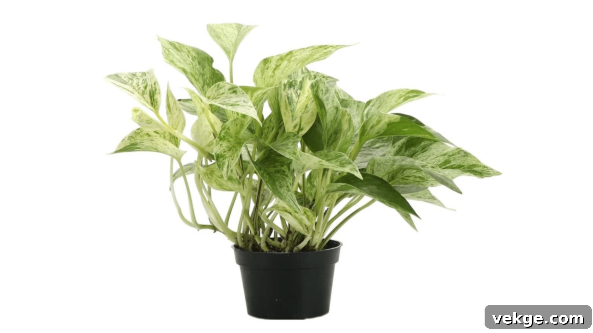 Pothos plant with trailing, heart-shaped variegated leaves.