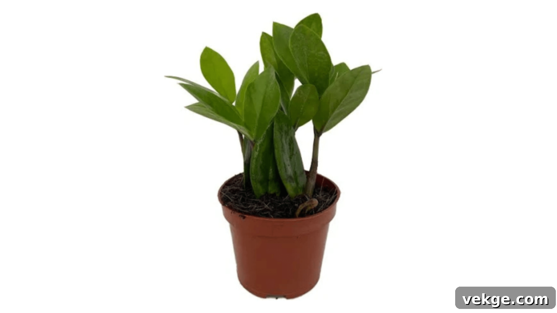 ZZ_Plant