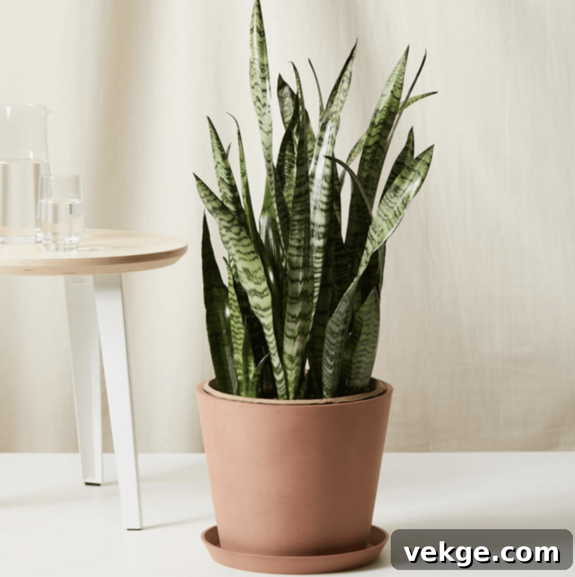 Snake_Plant_Dracaena_spp