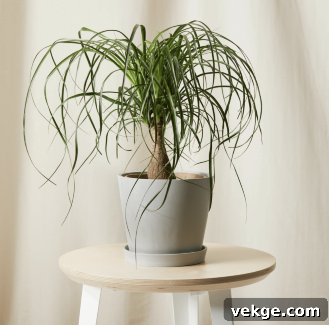 Ponytail_Palm