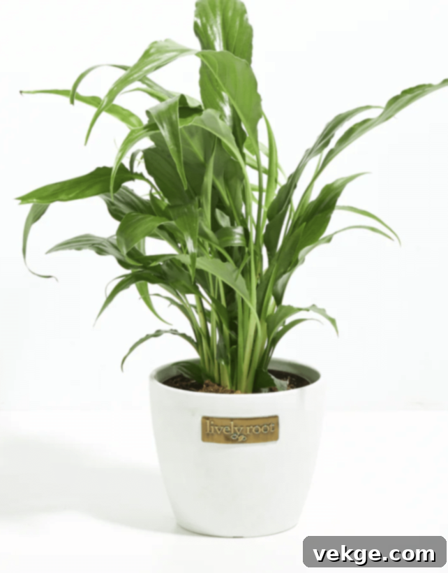 Peace_Lily