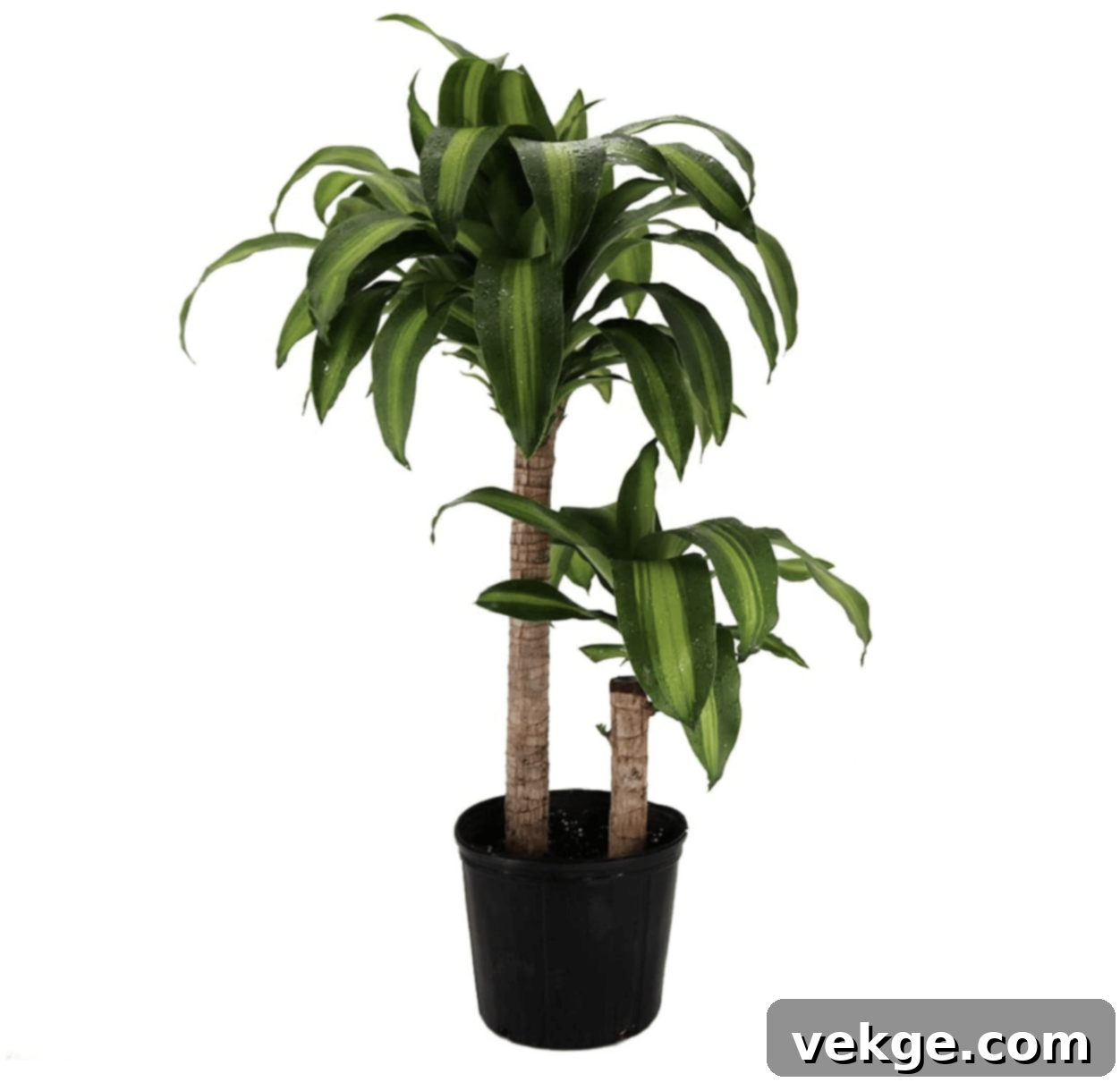 Dracaena_Massangeana_Plant