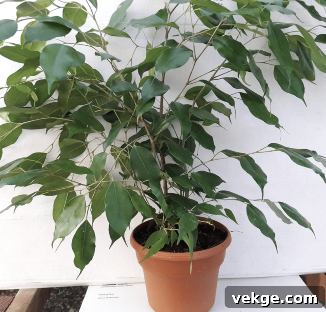 Weeping_Fig_Tree