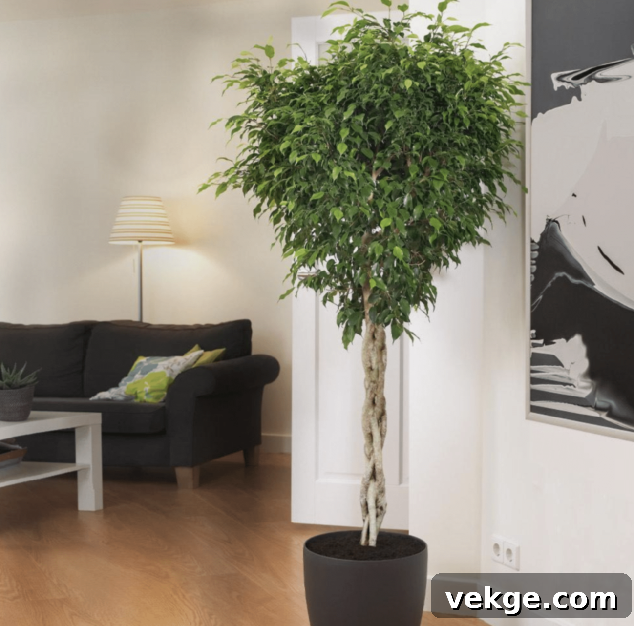 Braided_Benjamina_Ficus_Tree