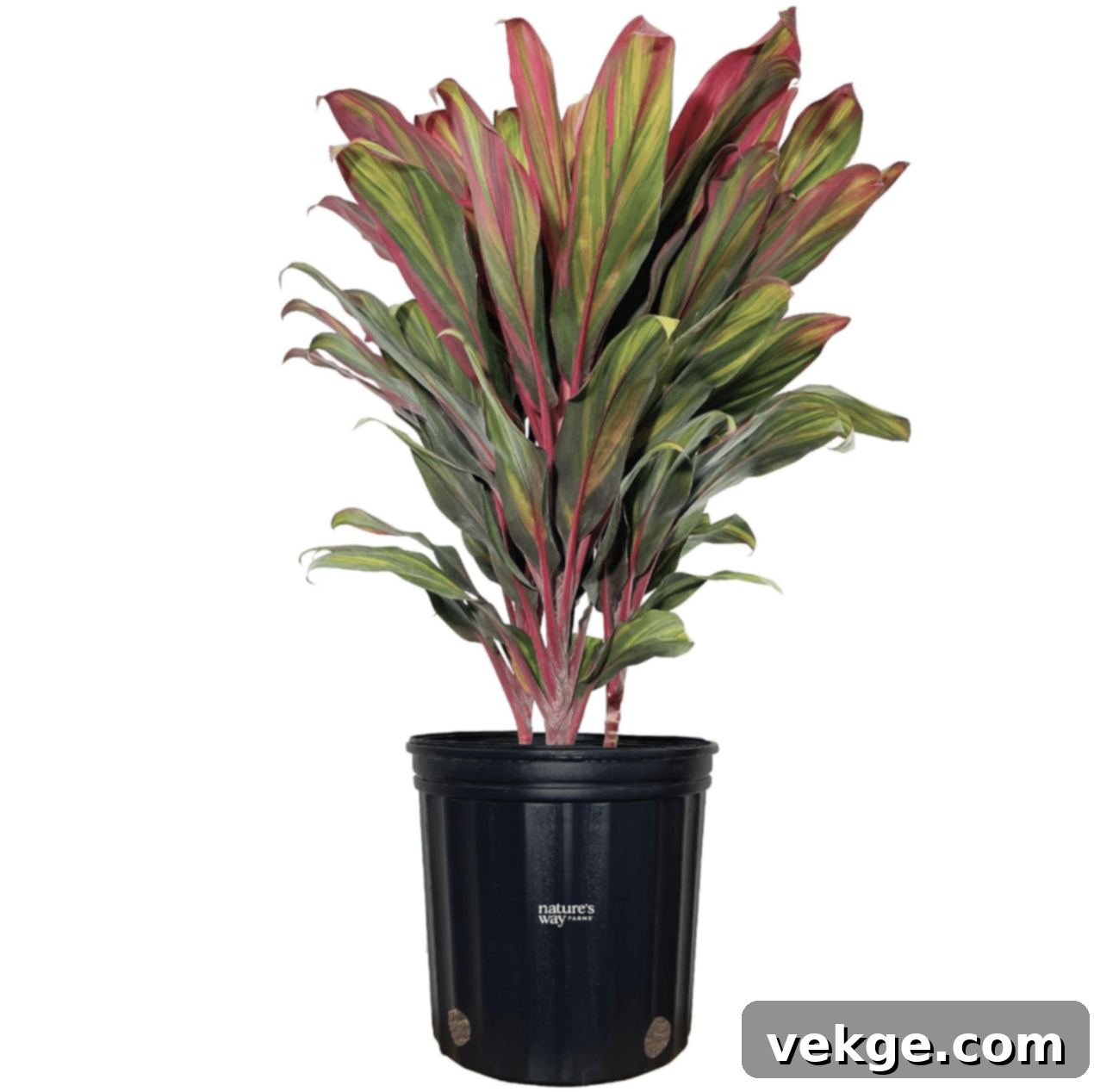 Cordyline_Harlequin