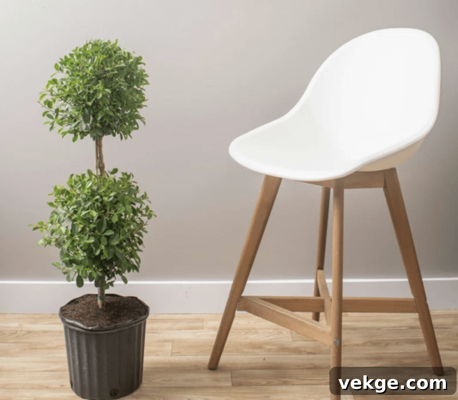 3-Ball_Eugenia_Topiary