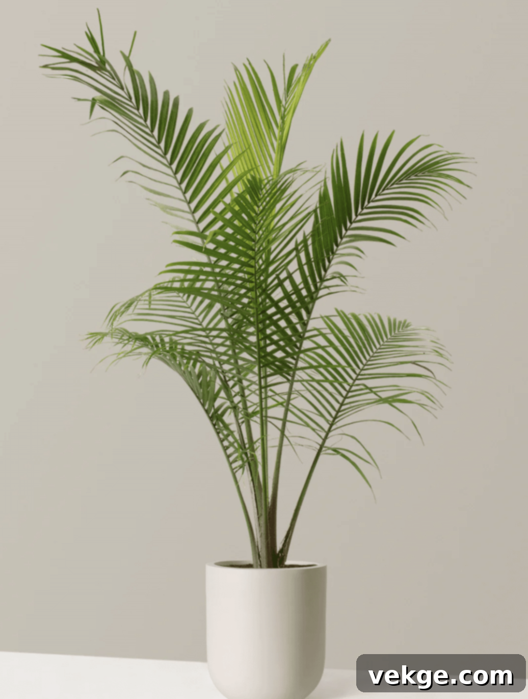 Large_Majesty_Palm