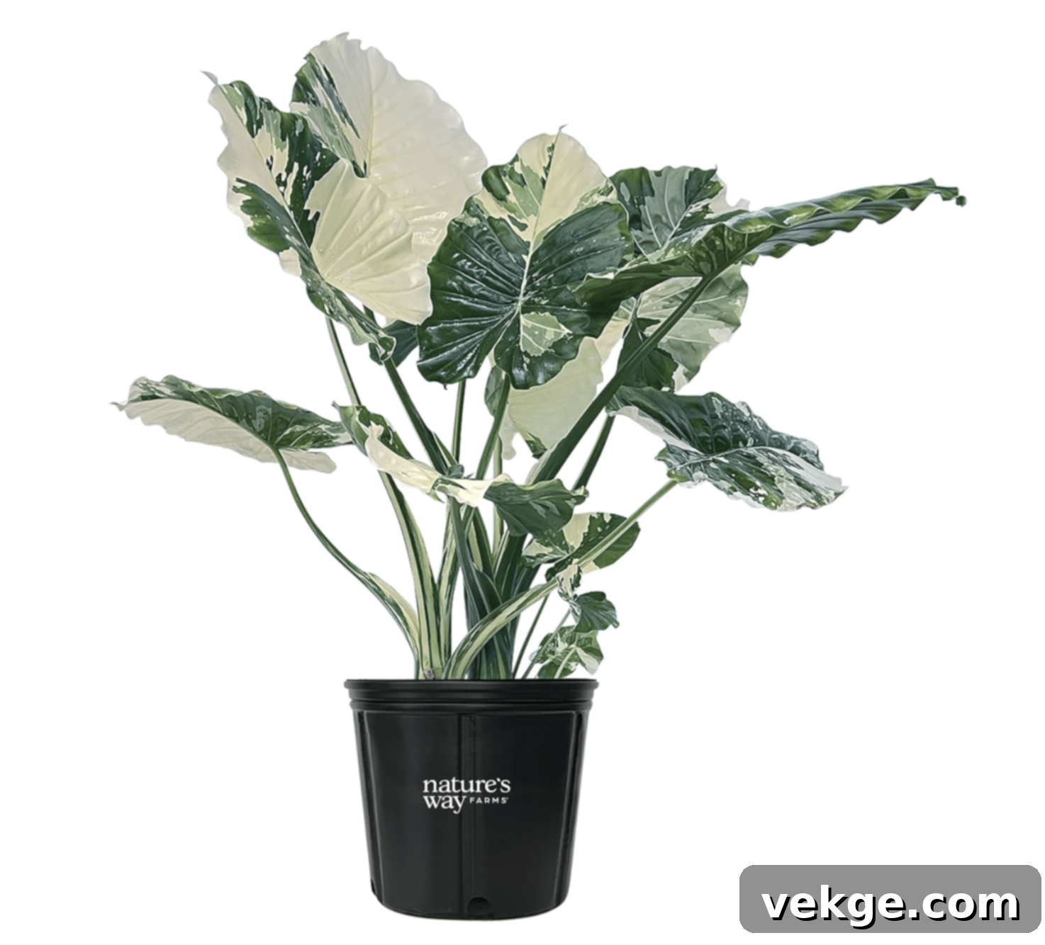 Alocasia_Dawn