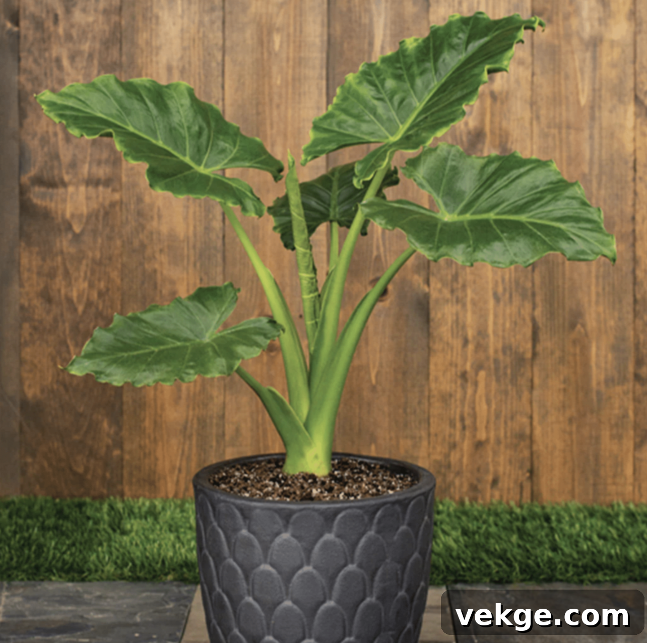 Emerald_Isle_Alocasia