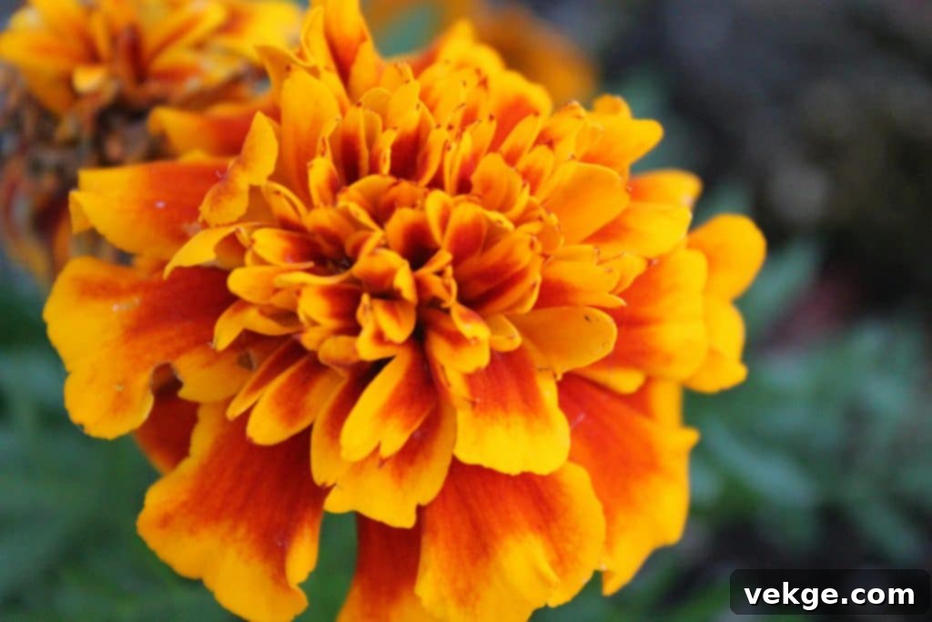 Marigolds