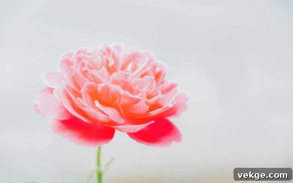 Peonies