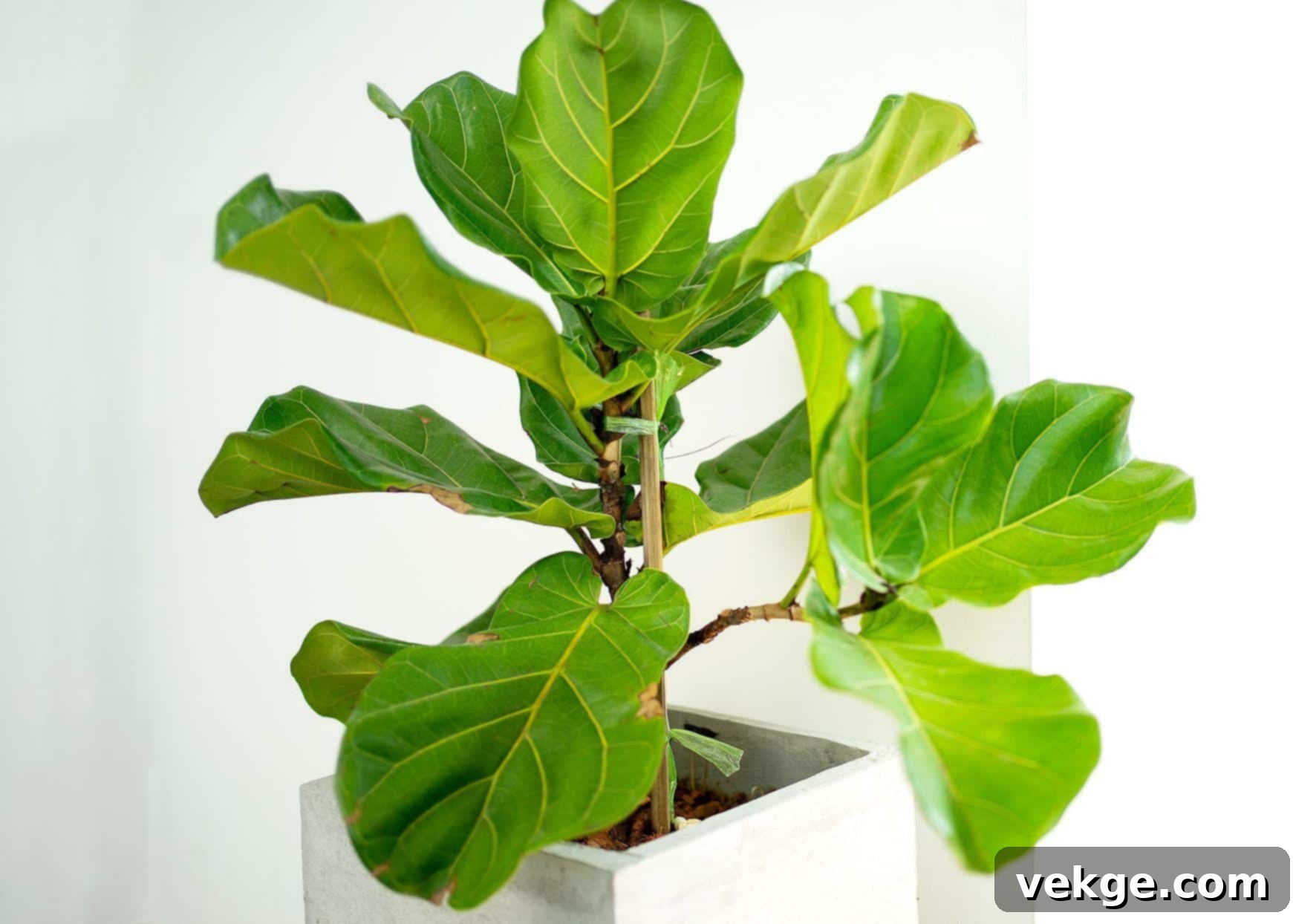 Understanding_Your_Fiddle_Leaf_Fig