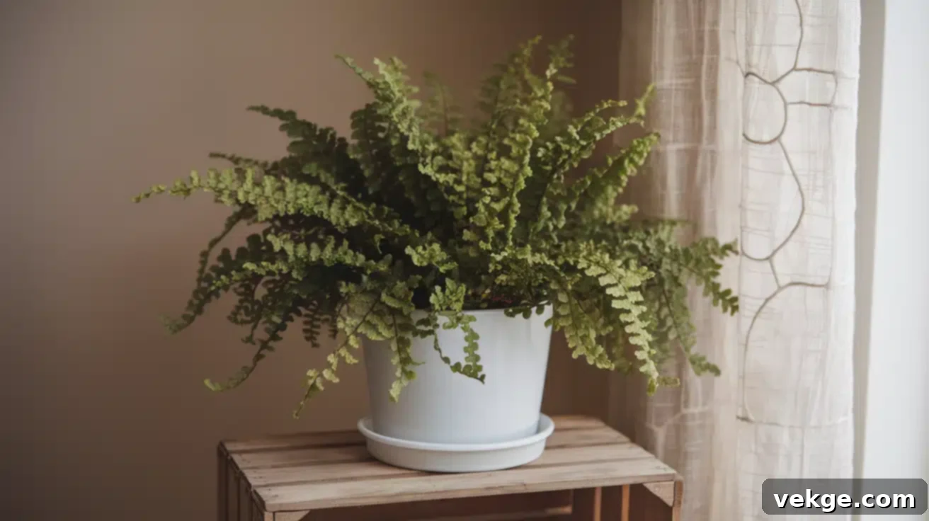 Overwintering Ferns Indoors