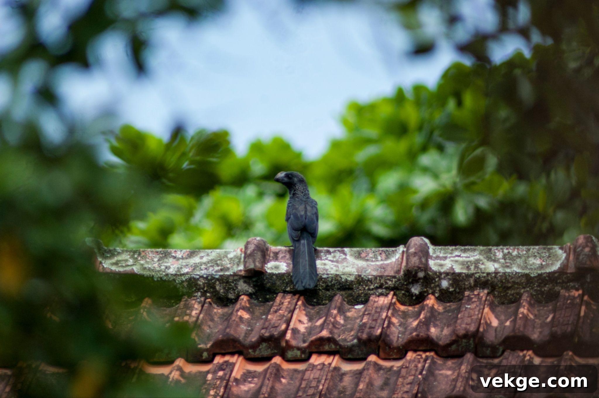 Professional roof inspection
