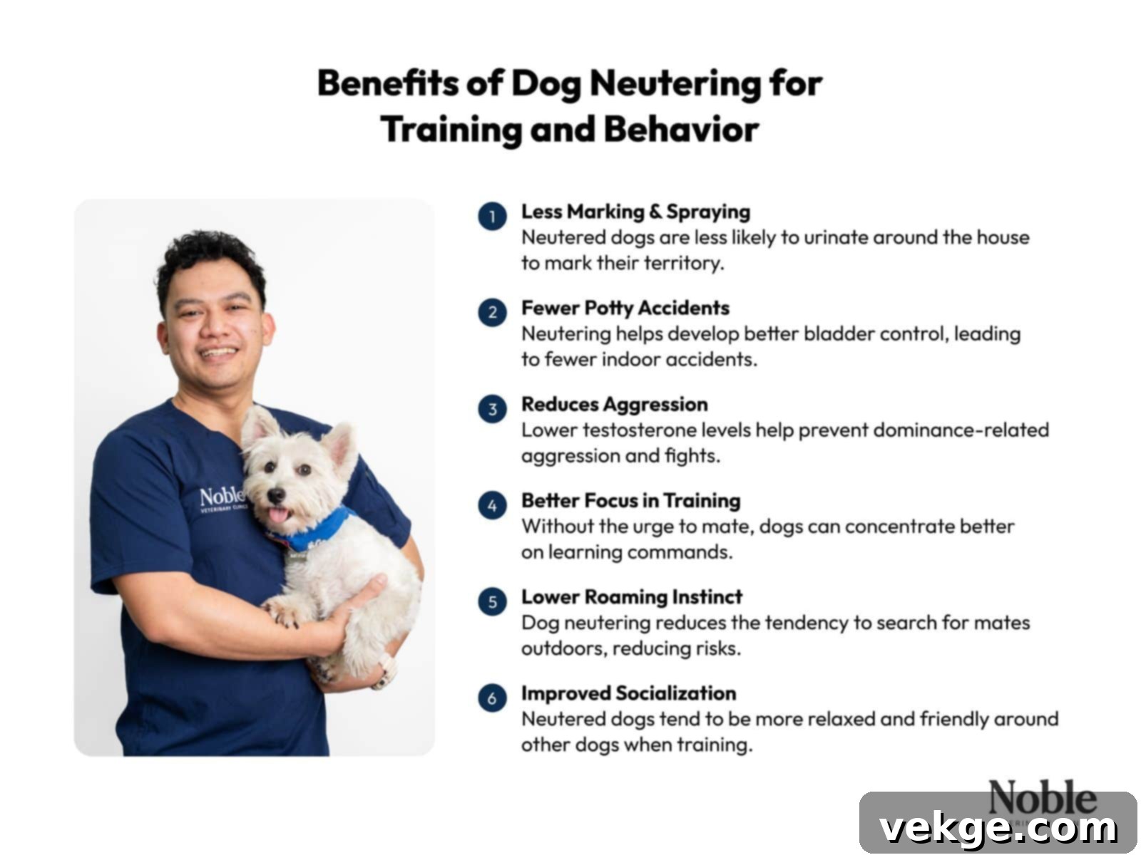 An infographic showing the list of dog neutering benefits, including less urine marking and spraying behavior, fewer potty accidents, and better focus on training.