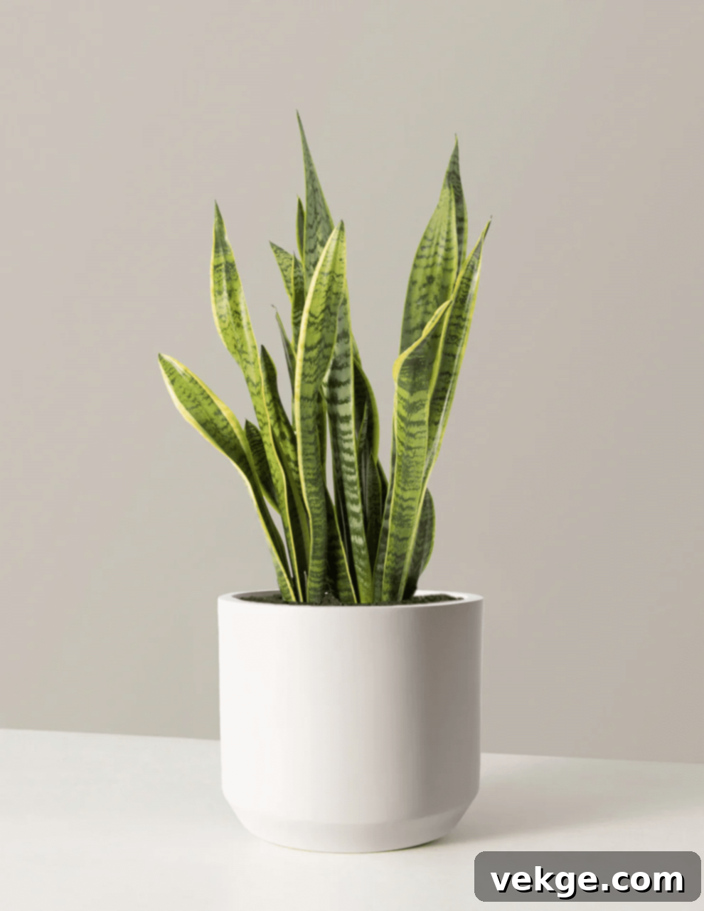 A collection of minimalist house plants including a Snake Plant, ZZ Plant, and Bird of Paradise, adding greenery to a simple interior.