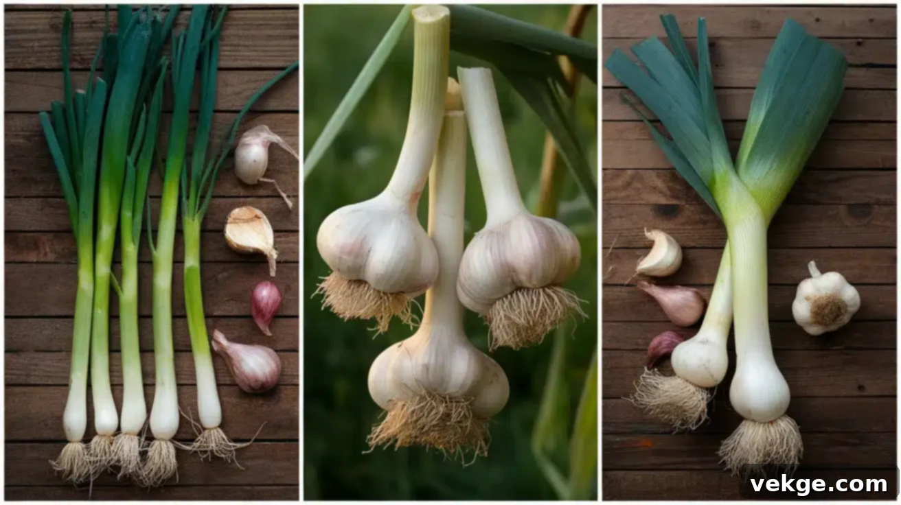 Allium_Family_Winters_Flavor_Guardians