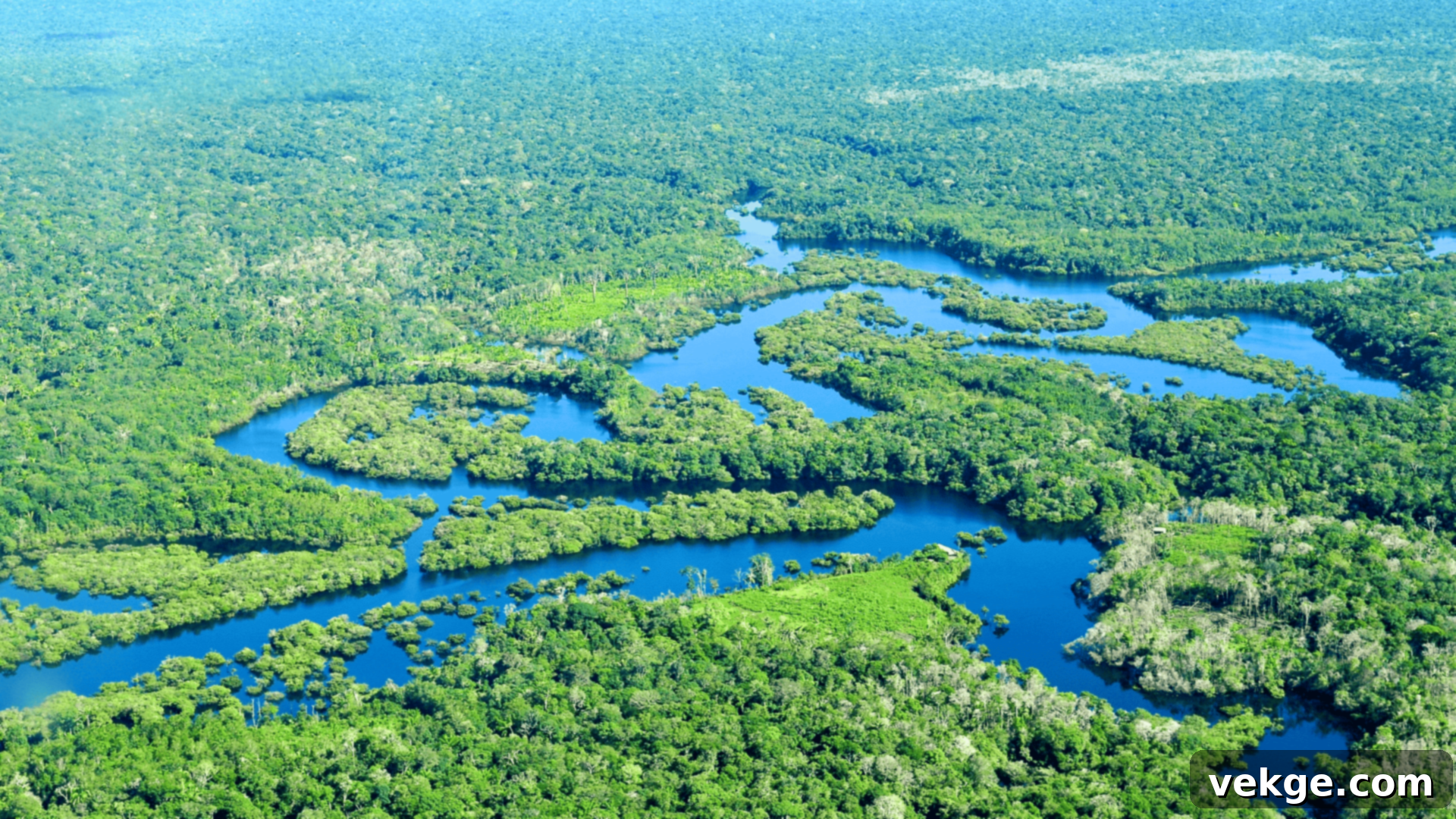 The_Amazon_Rainforest