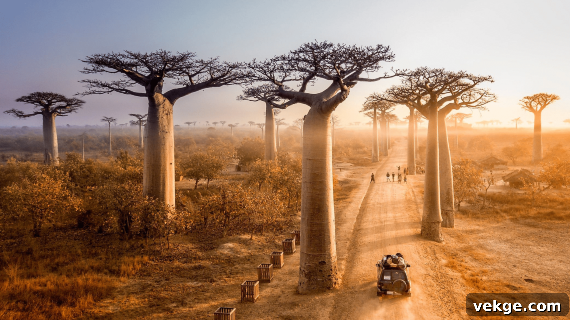 Avenue of the Baobabs - Iconic Madagascan Landscape