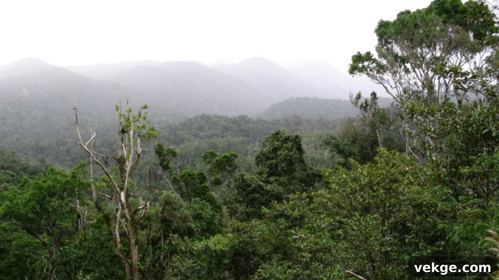 Anjanaharibe-Sud Special Reserve - Pristine Rainforest Madagascar