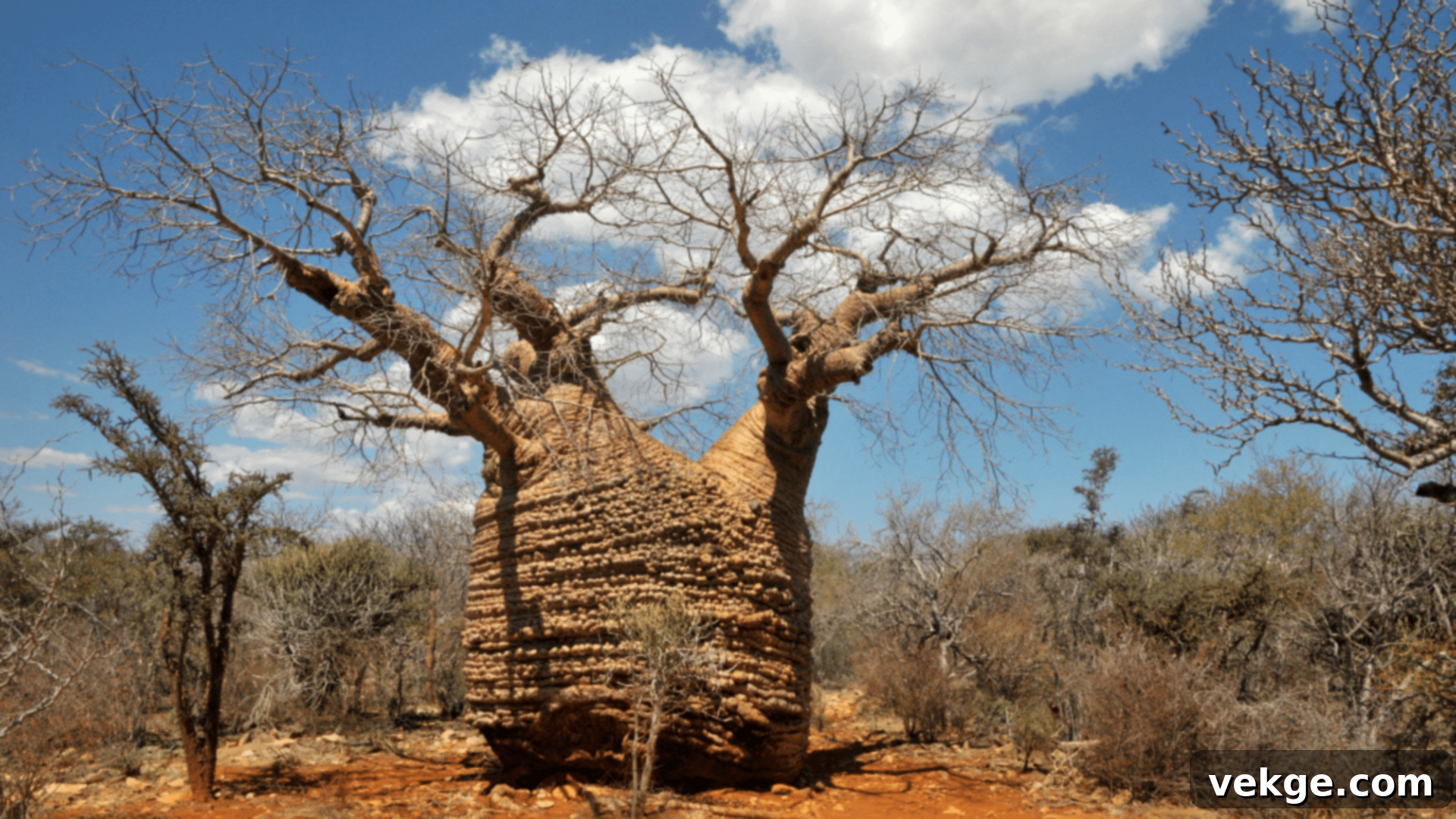 Tsimanampetsotse National Park - Salt Lake and Baobabs Madagascar