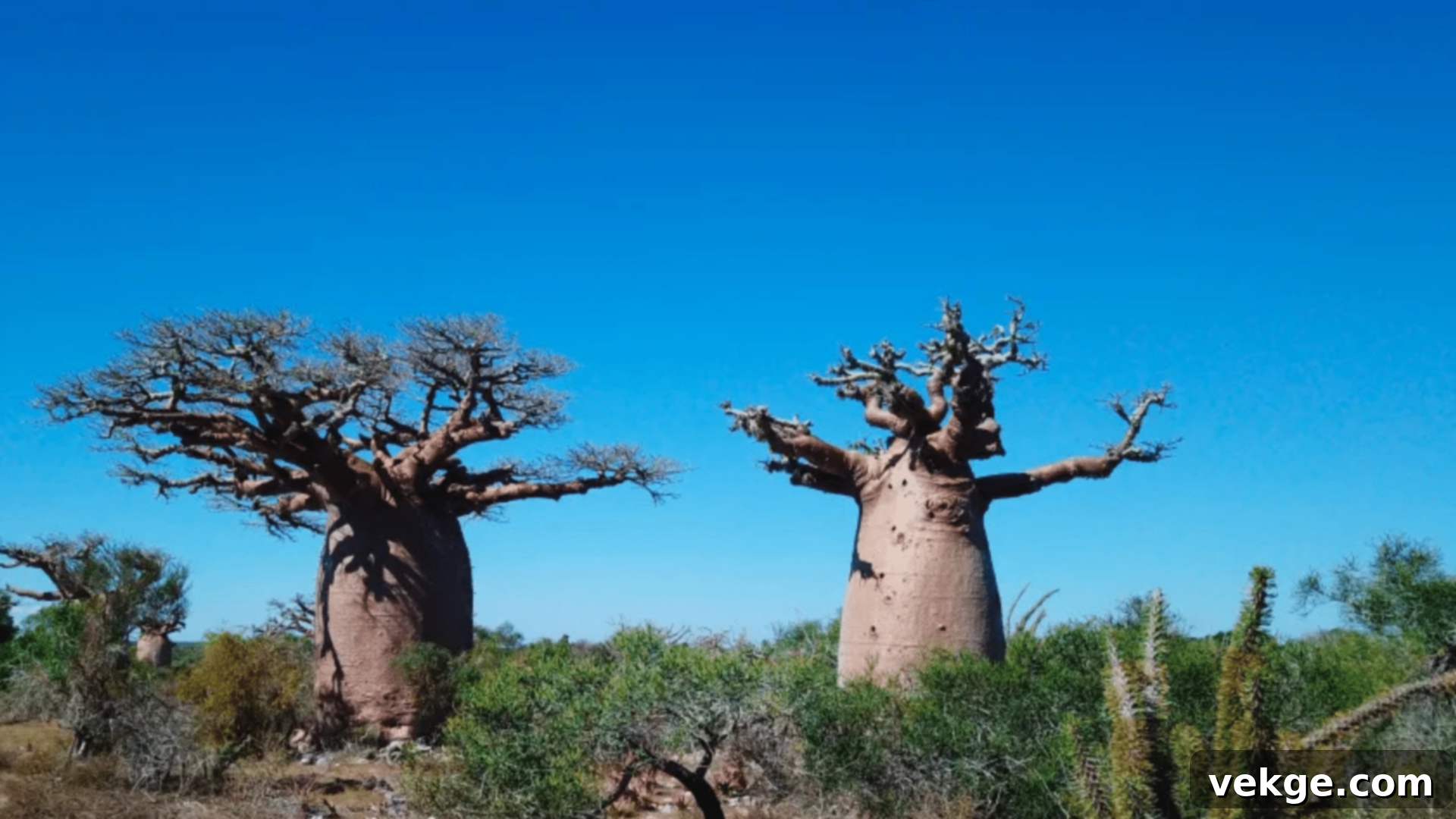 Mikea National Park - Coastal and Forest Ecosystems Madagascar