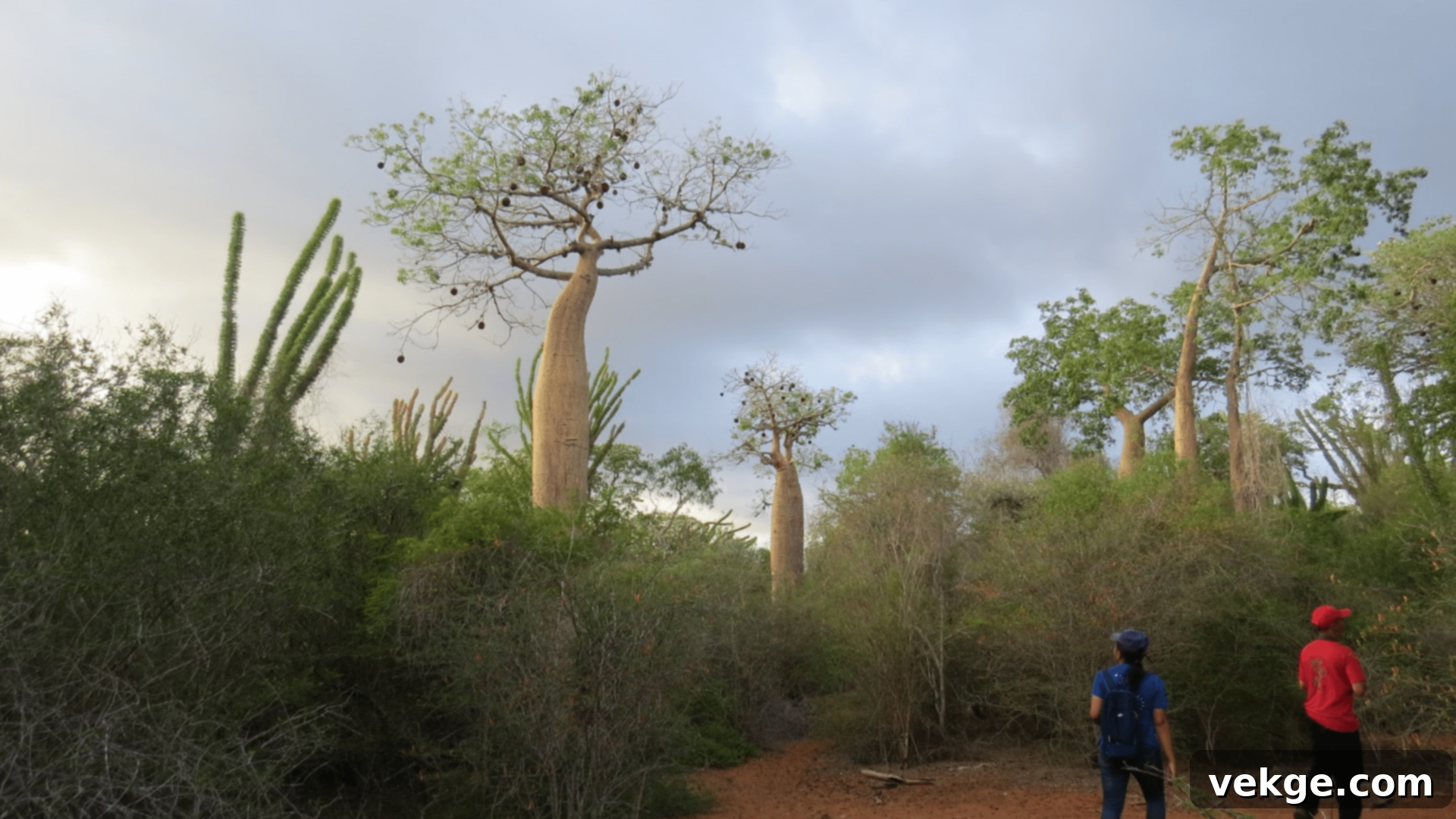 Spiny Forest - Unique Ecosystem of Madagascar