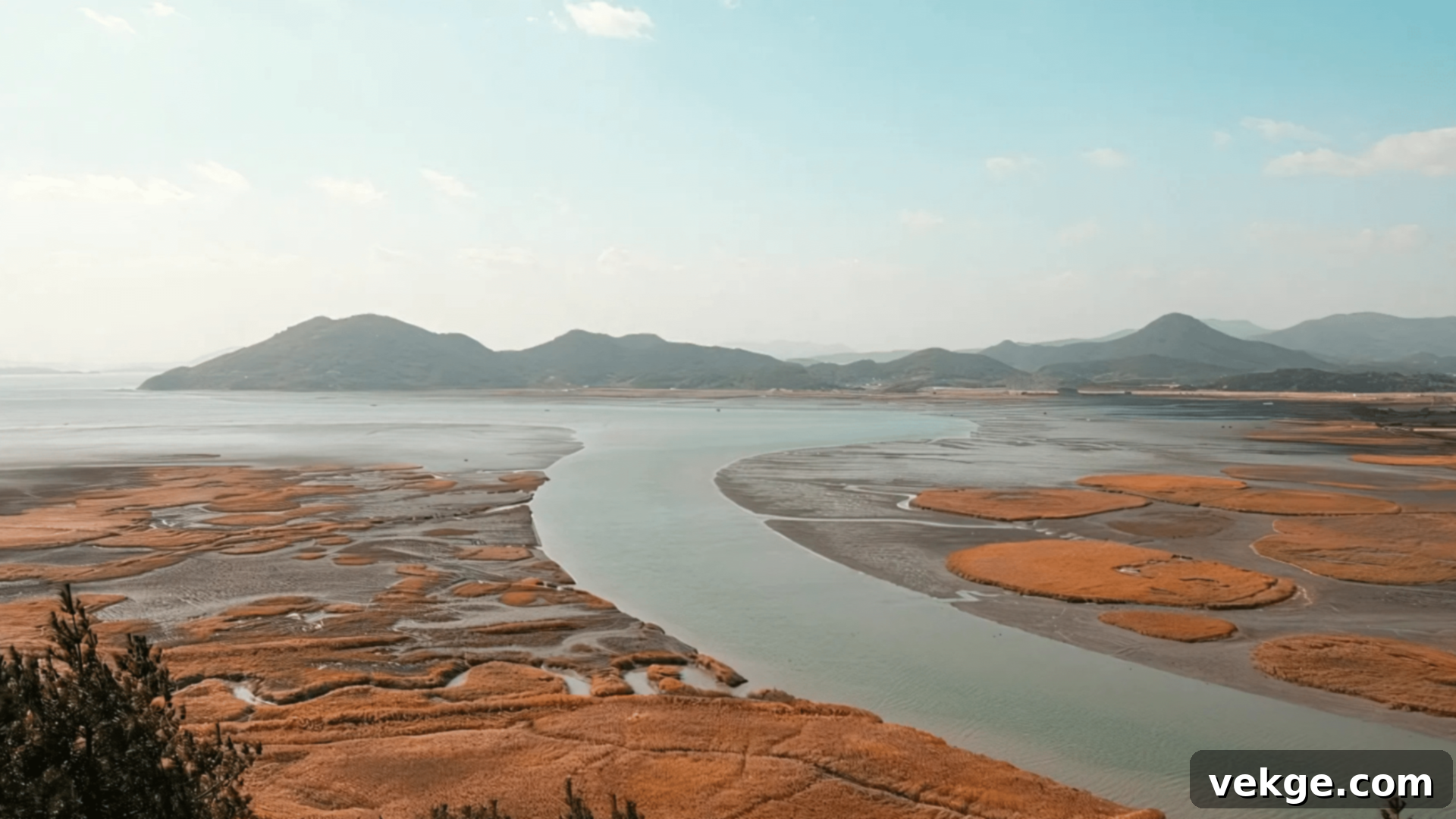Suncheonman Bay Wetland Reserve, the largest field of reeds in South Korea, a critical bird habitat.
