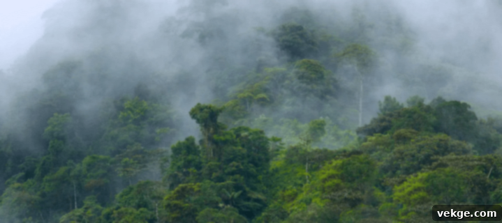 Cloud Forest