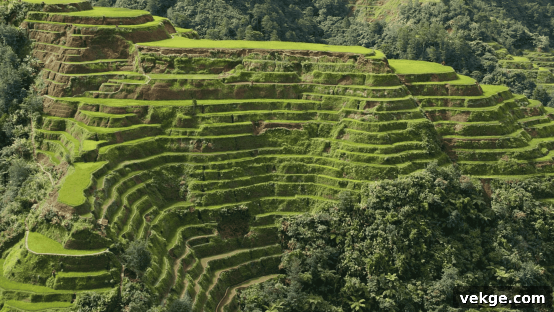 Banaue_Rice_Terraces