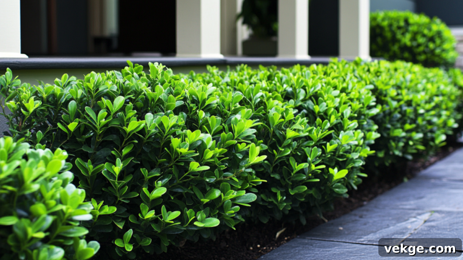 Hedge_Skirting