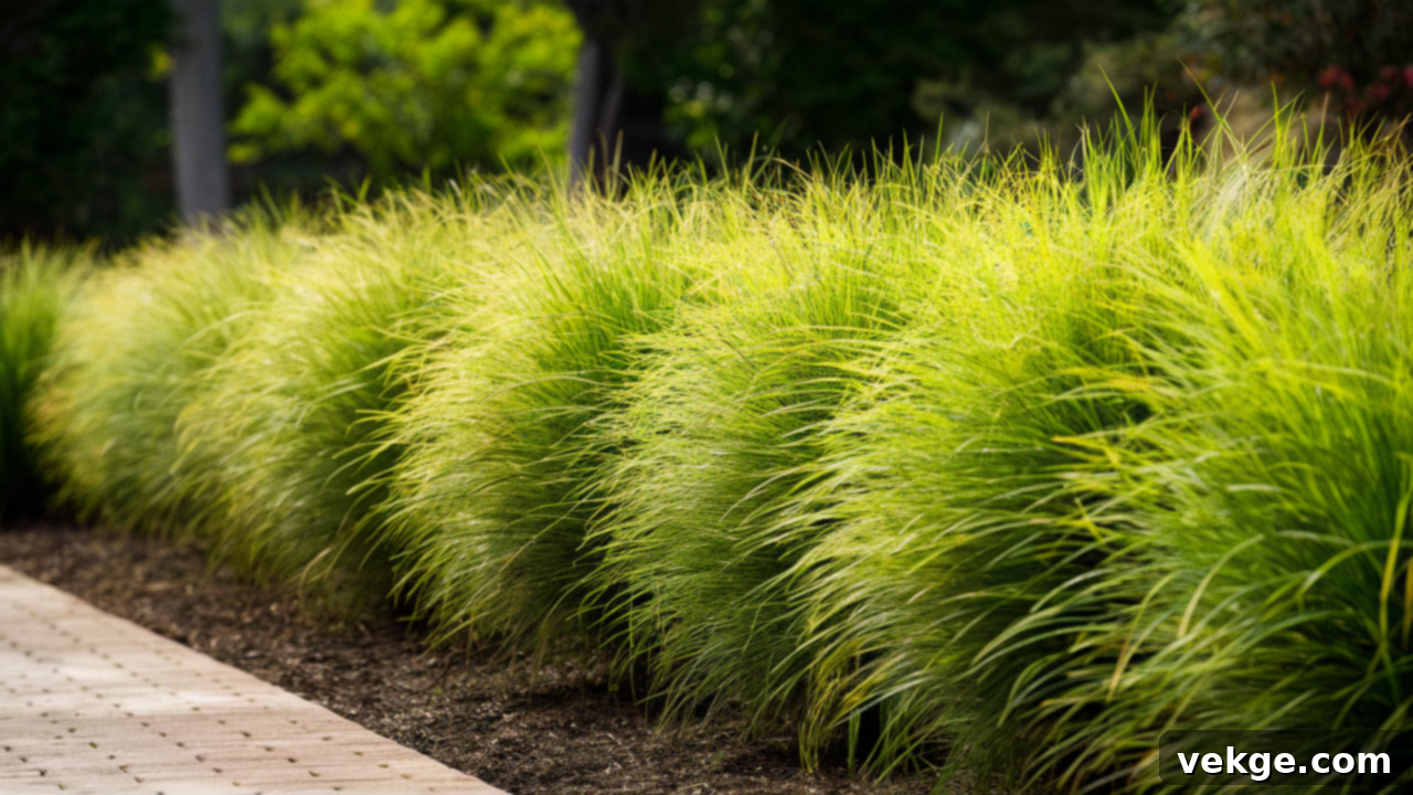 Tall, grassy clumps of lemongrass with a strong citrus aroma, used for cooking and fly control.