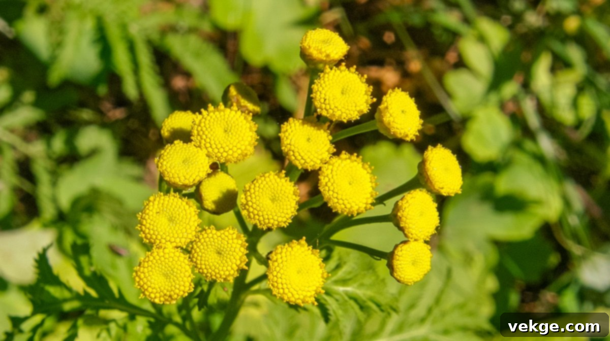 Tansy plant with bright yellow button-like flowers, used for natural pest control.