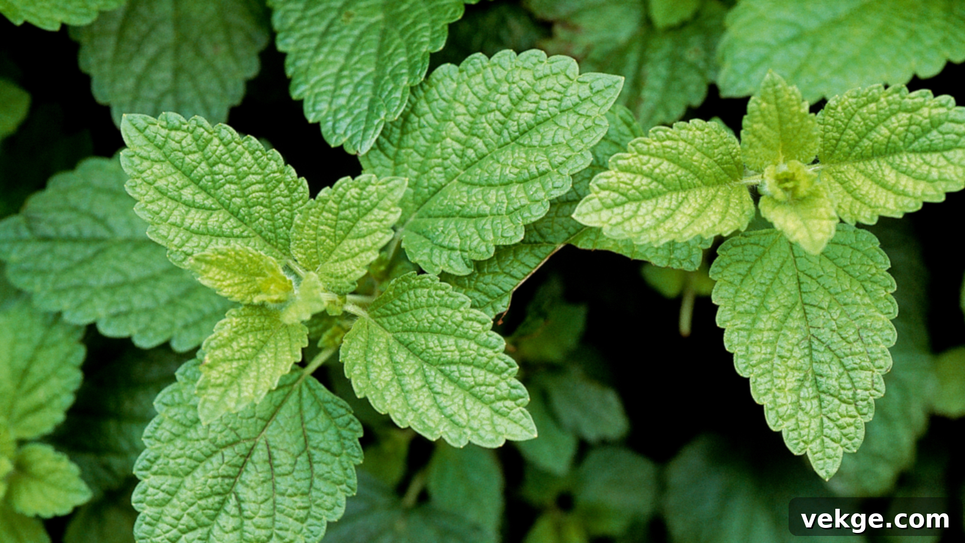 Lemon balm plant with vibrant green leaves, emitting a gentle citrus scent.