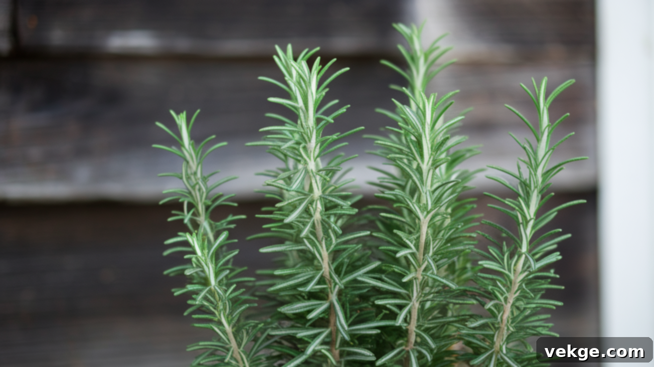 Bushy rosemary plant with fragrant needle-like leaves, effective against flies and used in cooking.