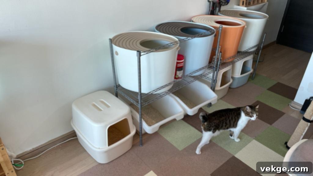 Upgrade Your Litter Box Setup