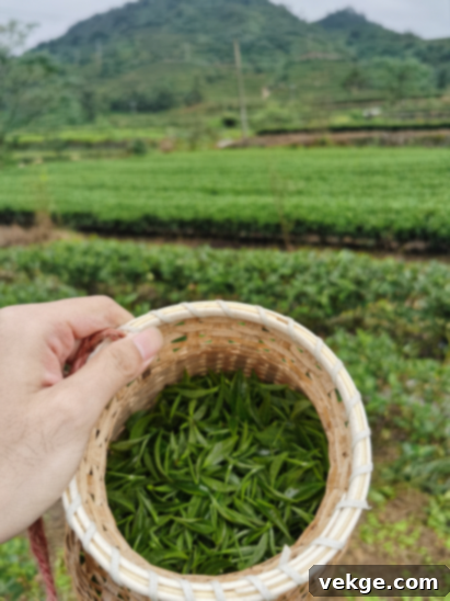 Freshly picked tea leaves in Lee’s Cha’s tea mountain