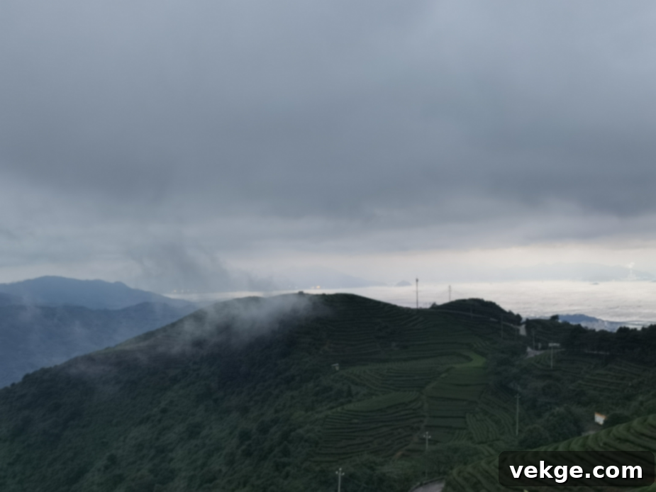 Lee’s Cha’s tea mountain