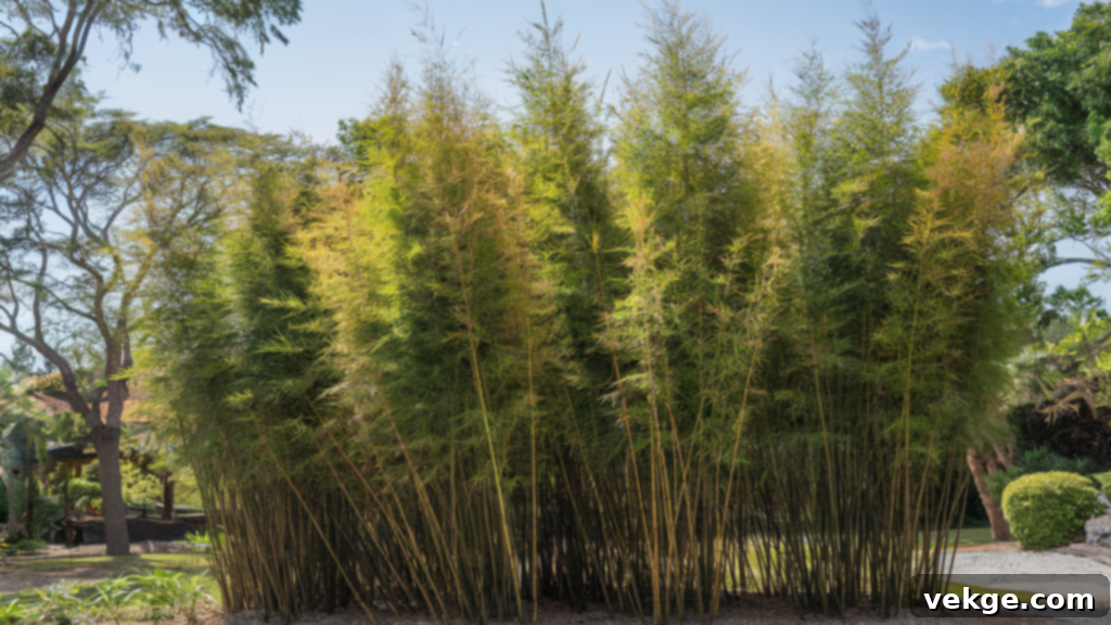 Giant Bamboo