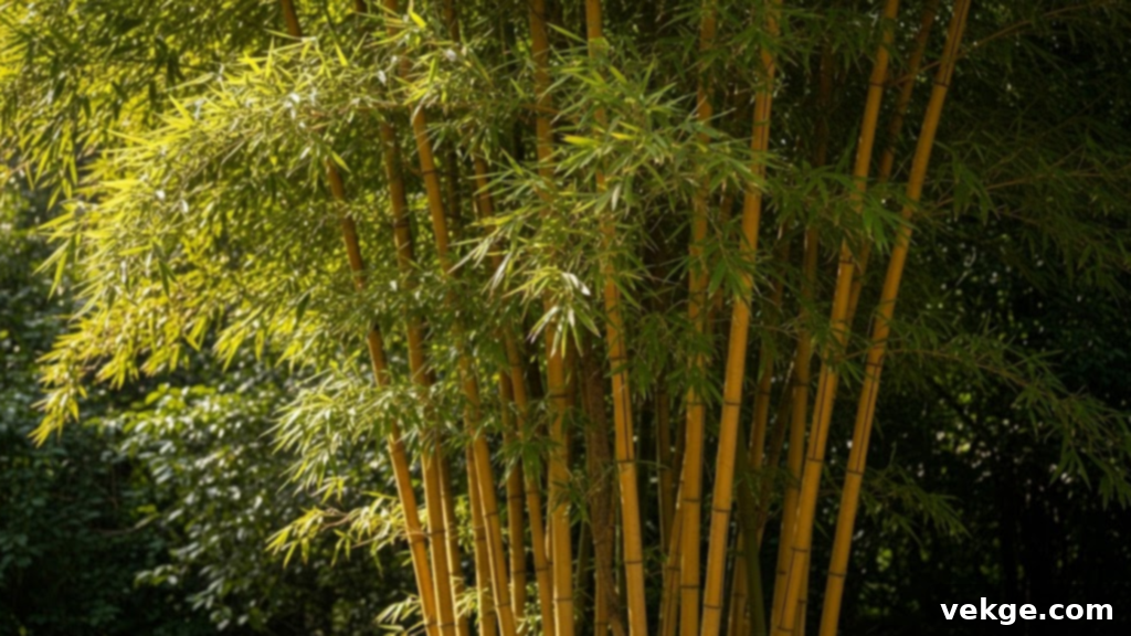 Golden Bamboo