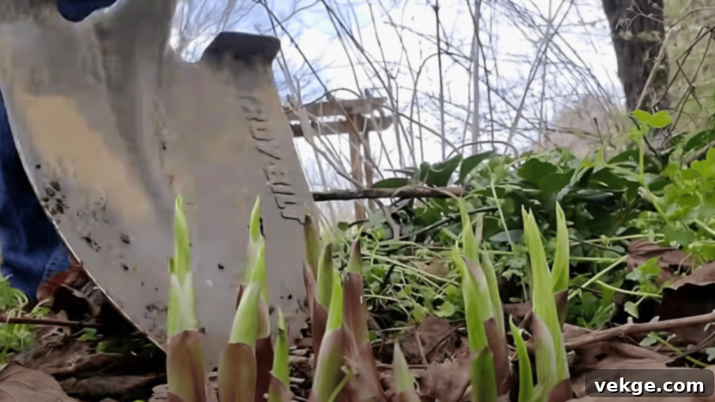 Choose the Right Time for Hosta Division