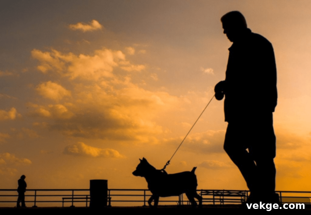 Evening Walks For Balance with dogs
