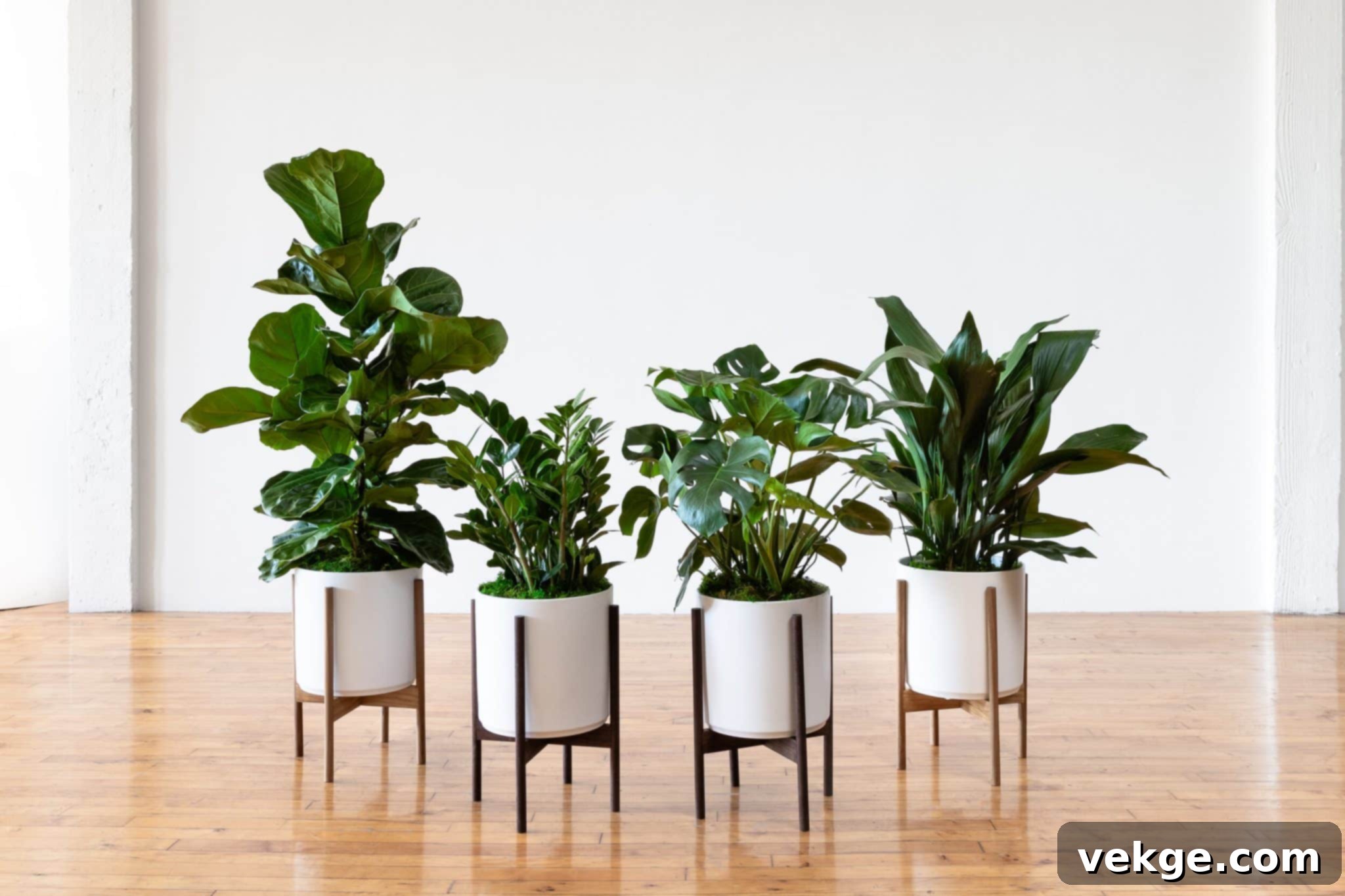 plants
