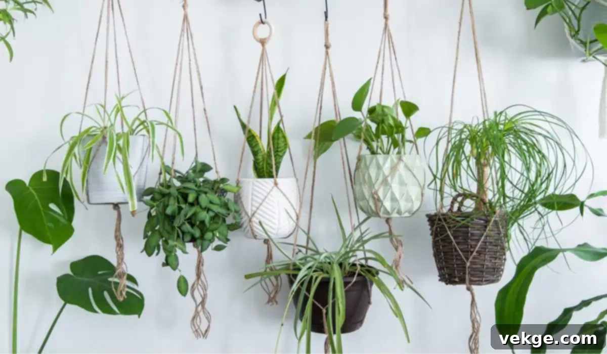 Hanging Plants